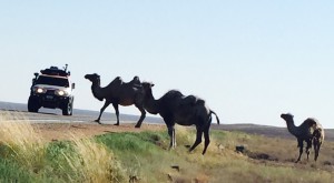 Kazaak N camels 2